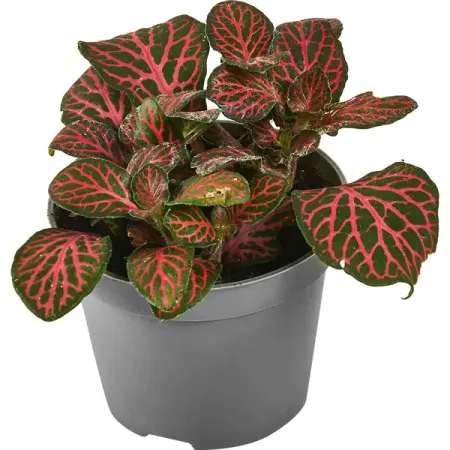 Фиттония микс ø6 h10 см напиток сокосодержащий каждый день апельсиновый микс 0 2 л