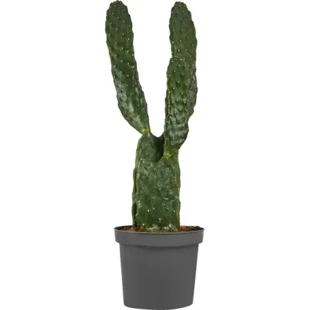 Кактус Опунция красная ø9 h25 см полина викторовна дашкова место под солнцем