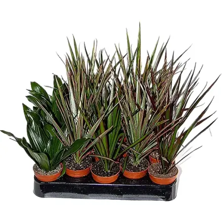 Драцена Мини микс ø5 h18 см vastfire мини красный фонарик для поиска вен