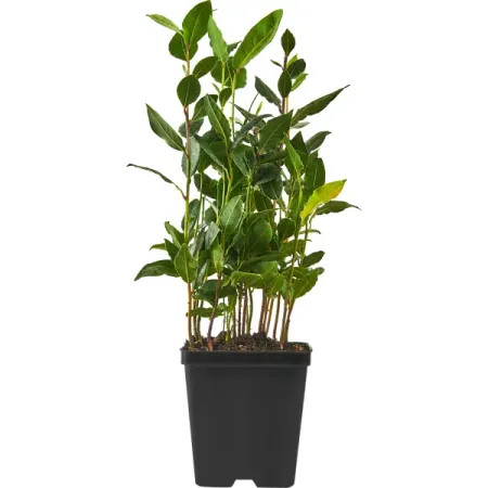 Лавр ø9 h30 см трафарет barocci пвх бордюр лавр б 070 10х32см