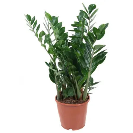 Замиокулькас Замифолия ø21 h70-80 см