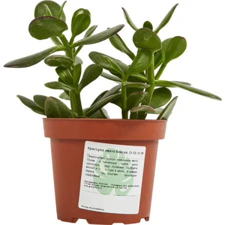 Крассула Овата Бэйсик ø12 h15 см