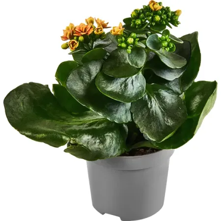 Каланхое Дабл Квин Дженетик ø9 h17 см