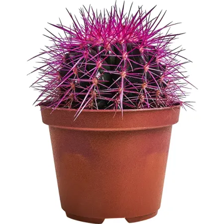 Эхинокактус Грузона Радуга ø10 h13 см