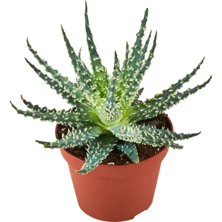 Алоэ Мара ø10 h15 см лия арден мара и морок