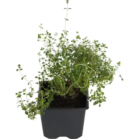 Тимьян ø9 h15 см