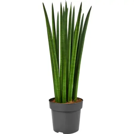 Сансевиерия цилиндрическая ø14 h50 см
