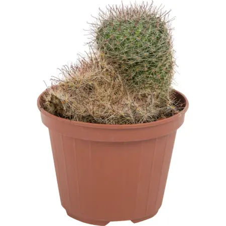 Кактус микс 10.5x10 см