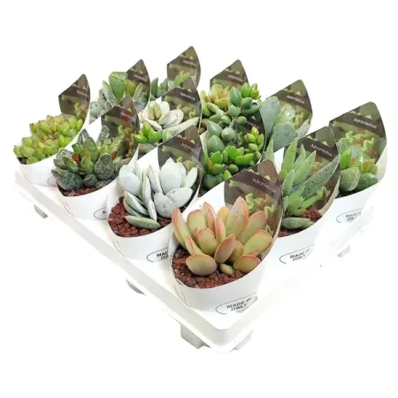 Адромискус микс ø6.5 h8 см