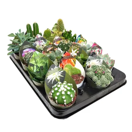 Кактус и суккулент Этикетка микс ø6.5 h8 см