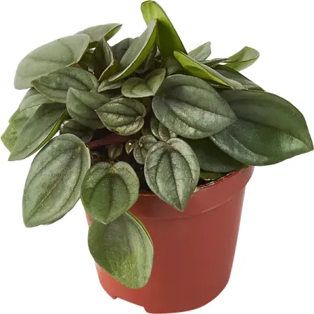 Пеперомия Бамбино ø5 h10 см