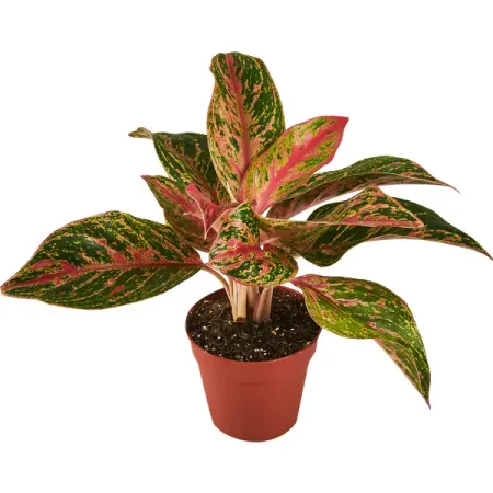 Аглаонема Люкс микс ø12 h30 см традиционное декоративно прикладное искусство стран западной европы