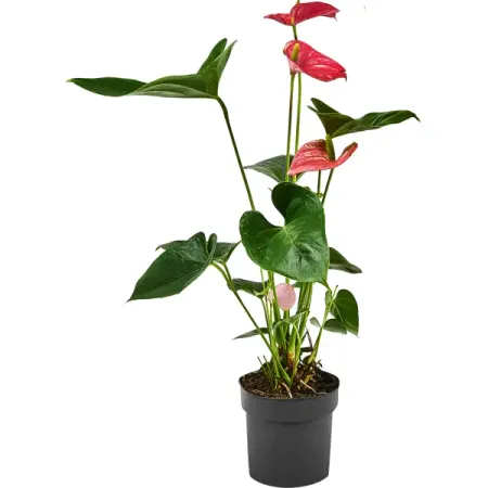 Антуриум розовый ø14 h50 см пасхальный кулон эльф розовый желтый