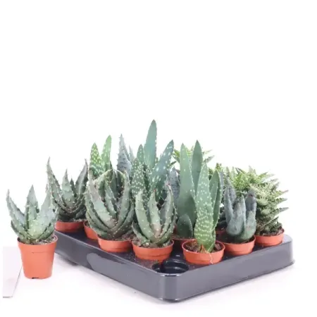 Алоэ микс ø5 h5 см