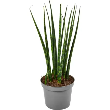 Сансевиерия Фернвуд ø9 h25 см
