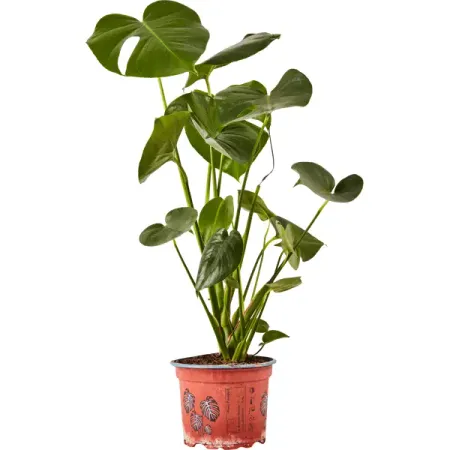 Монстера Деликоса ø17 h50 см восковый шнур с листьями 5 метров