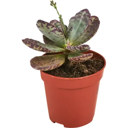 Каланхое Зебра ø5 h10 см трумэн капоте призраки в солнечном свете портреты и наблюдения