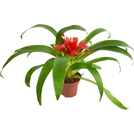 Гузмания Минор Рондо ø9 h20 см