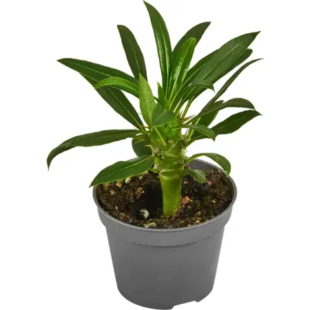 Пахиподиум Ламери ø6 h15 см марина сергеевна серова у вендетты длинные руки