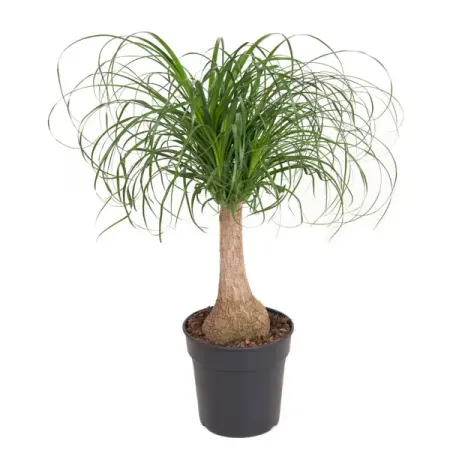 Нолина Бокарнея ø21 h60-70 см