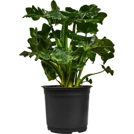 Филодендрон Атом ø15 h30 см