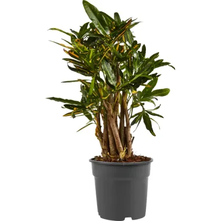 Кодиеум Солнечная звезда Бранч ø17 h50 см