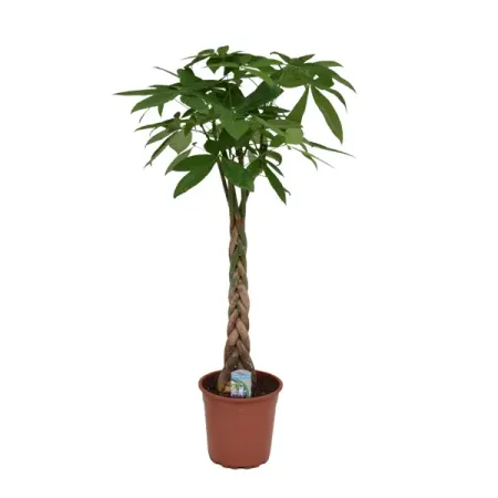 Пахира Аква ø24 h110 см отношения которые на нас влияют