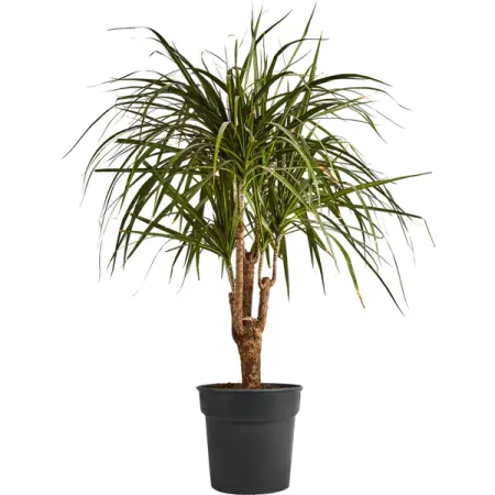 Драцена Гавайская ø24 h90-110 см овощная смесь agama гавайская замороженная 400 г