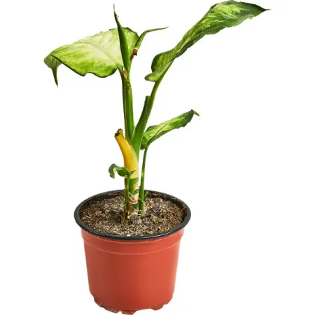 Диффенбахия Камилла ø12 h90 см