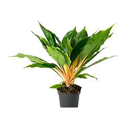 Хлорофитум Грин Оранж ø12 h15 см