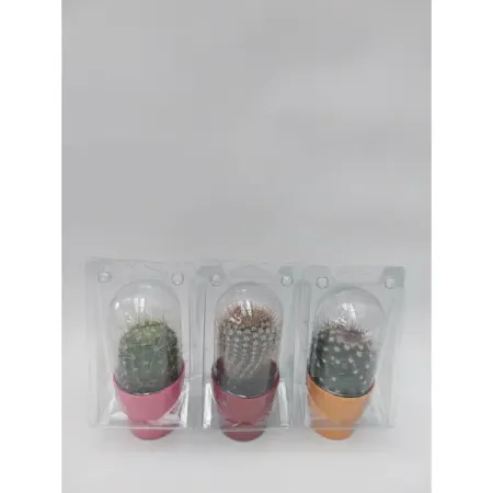 Кактус ø5.5 h10 см 3 шт.