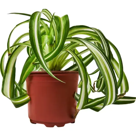 Хлорофитум Бонни ø12 h10 см