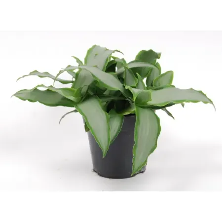 Мурдания o12 h25 см н п бойко лермонтов тоска небывалой весны