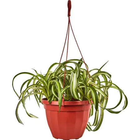 Хлорофитум Бонни в кашпо o21 h35 см