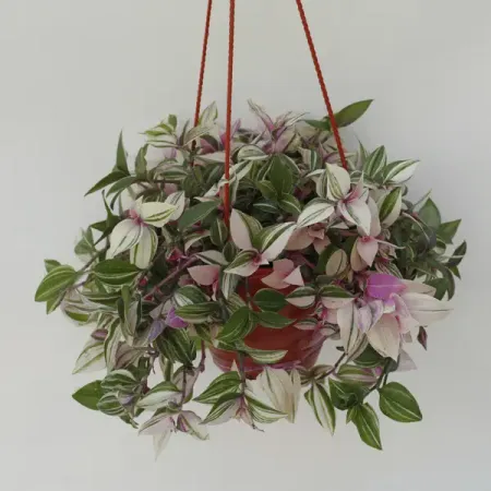 Традесканция триколор в кашпо o15 h30 см