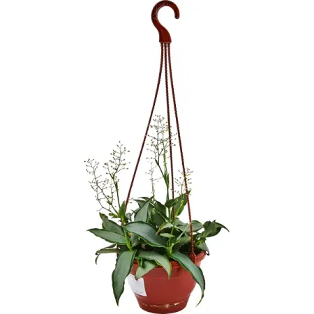 Мурдания в кашпо o15 h30 см н п бойко лермонтов тоска небывалой весны