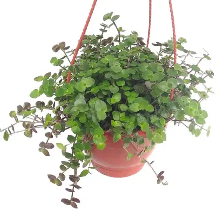 Каллизия ø15 h25 см определитель влажности почвы maxiterra лягушка 28см