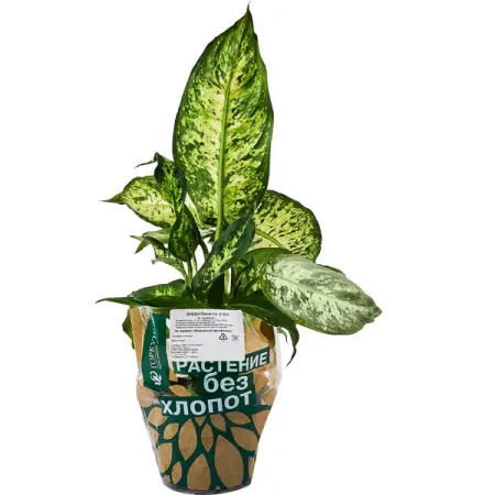 Диффенбахия ø10.5 h8 см