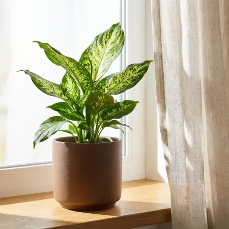 Диффенбахия ø10.5 h8 см брусники листья 1 5 г фильтр пак 20шт