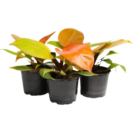 Филодендрон ø10.5 h8 см кто живет на ферме малышарики