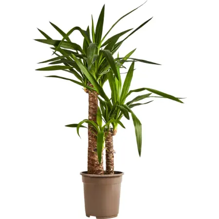 Юкка ø21 h90 см елена зотова дневник стюардессы часть 2 новые истории после которых вы поменяете представление о работе бортпроводника