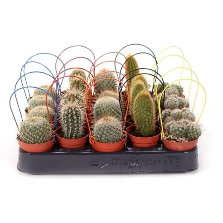 Кактус микс ø5.5 h5 см бодо шефер лидерство может быть простым