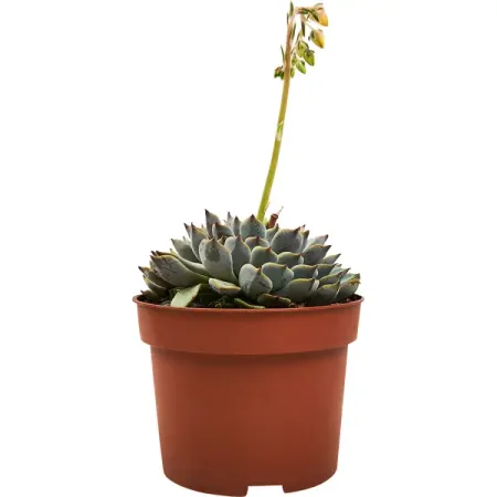 Эхеверия ø10 h15 см ирина юрьевна никитенко всё что должен уметь малыш от 4 до 7 лет большой самоучитель для самых маленьких в картинках