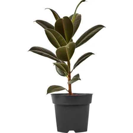 Фикус Эластика Мелани ø14 h35 см