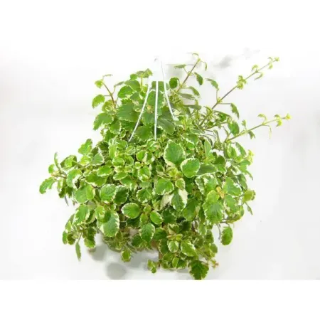 Плектрантус Южный ø21 h80 см саша южный короли улиц