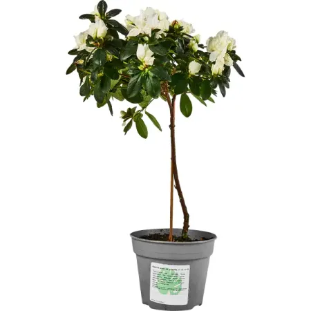 Азалия микс е ø13 h40 см