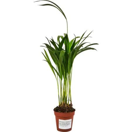 Дипсис Лютесценс ø9 h20 см