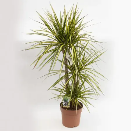 Драцена Санрей 3 ствола ø21 h110 см нолина бокарнея ø27 h110 120 см