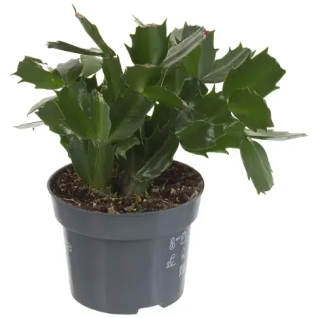 Шлюмбергера микс d13 h31 анатолий а аграфенин гром в январе героическая летопись ораниенбаумского плацдарма в дни блокады