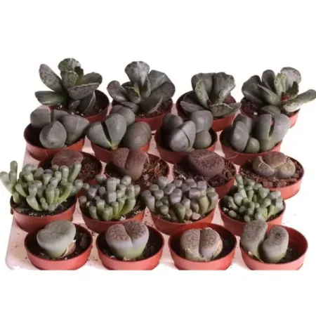 Литопс микс ø5.5 h10 см